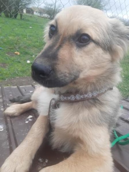 🐾❤ RUDI auf PS  Nähe Dresden.