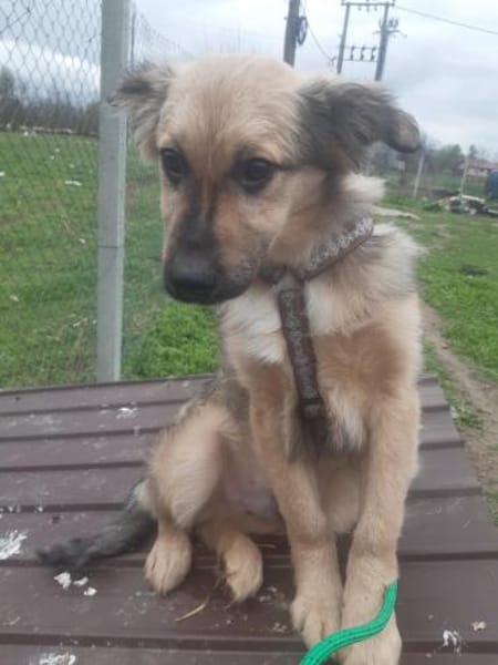 🐾❤ RUDI auf PS  Nähe Dresden.