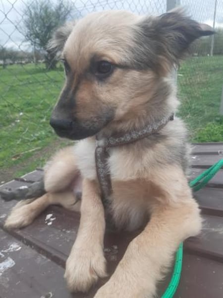 🐾❤ RUDI auf PS  Nähe Dresden.