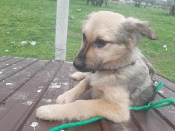 🐾❤ RUDI auf PS  Nähe Dresden.