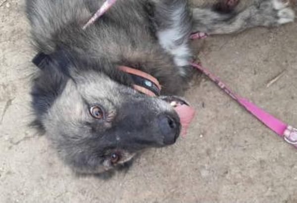 Ritch 🐾❤möchte sich mal wieder melden