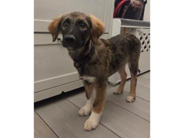 Dorle - wartet in 76287 Rheinstetten