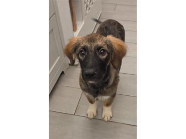 Dorle - wartet in 76287 Rheinstetten