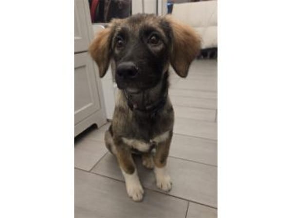 Dorle - wartet in 76287 Rheinstetten