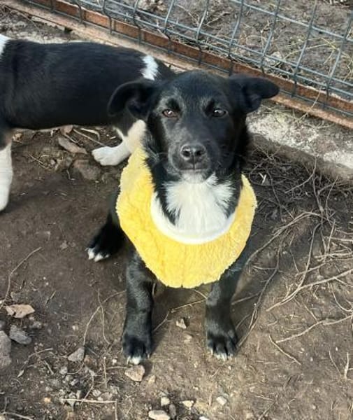 Süße Lucky möchte eine Familie