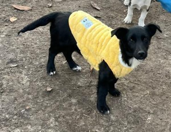 Süße Lucky möchte eine Familie