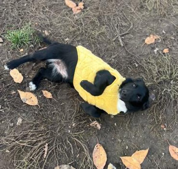 Süße Lucky möchte eine Familie