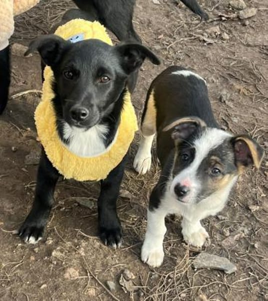 Süße Lucky möchte eine Familie