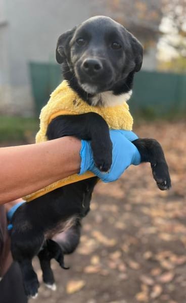 Süße Lucky möchte eine Familie