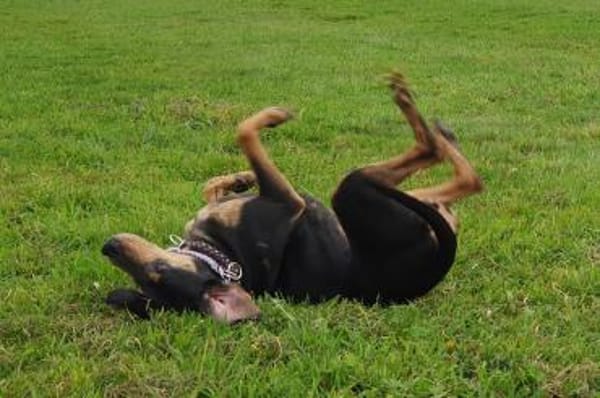 Bettina - wartet in 42859 Remscheid