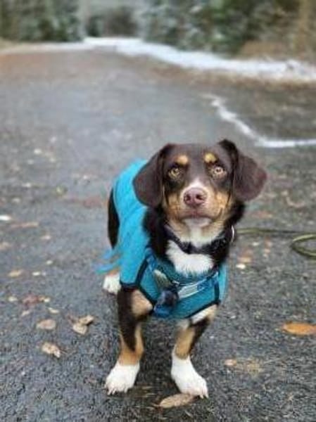 FERRIS - geb. 08/2024 - ca. 35cm/11kg