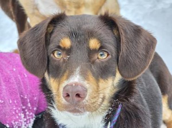 FERRIS - geb. 08/2024 - ca. 35cm/11kg