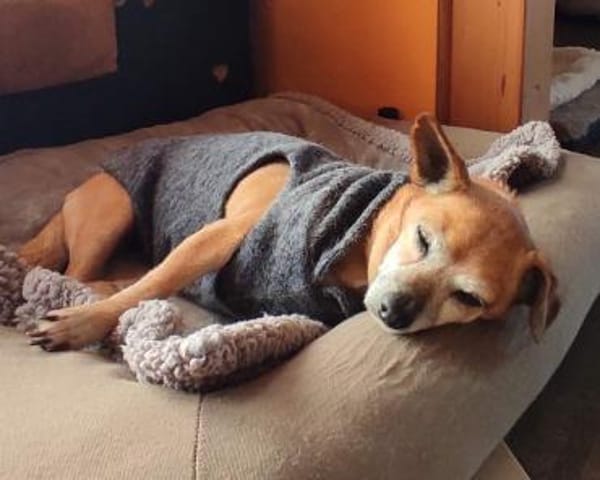 Seniorin Elmi sucht ein Kuschelplätzchen