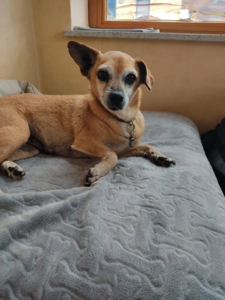 Seniorin Elmi sucht ein Kuschelplätzchen