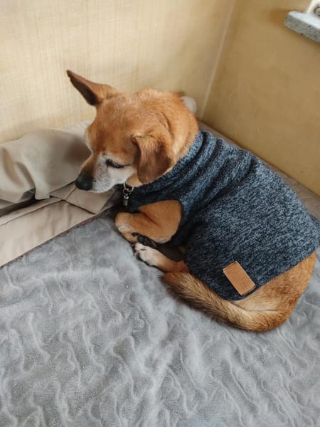 Seniorin Elmi sucht ein Kuschelplätzchen