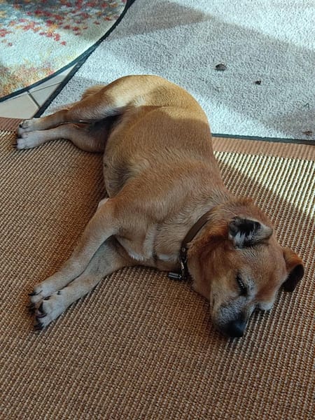 Seniorin Elmi sucht ein Kuschelplätzchen