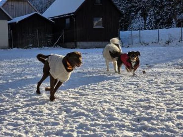 PHOEBE - geb. ca. 01/2025 - Labrador Mix