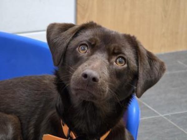 PHOEBE - geb. ca. 01/2025 - Labrador Mix