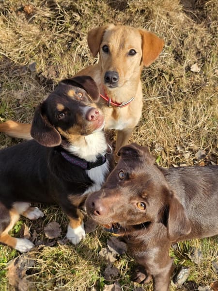 PHOEBE - geb. ca. 01/2025 - Labrador Mix