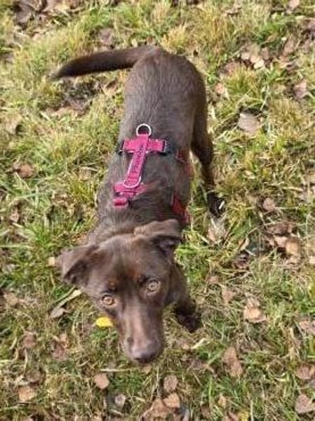 PHOEBE - geb. ca. 01/2025 - Labrador Mix