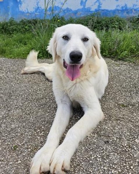 Yellow im italienischen Canile