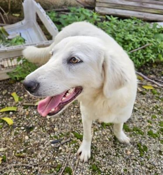 Yellow im italienischen Canile