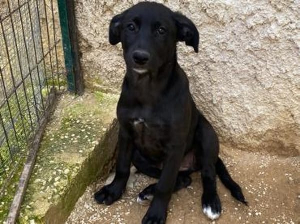 Petra im Tierheim Ransbach-Baumbach