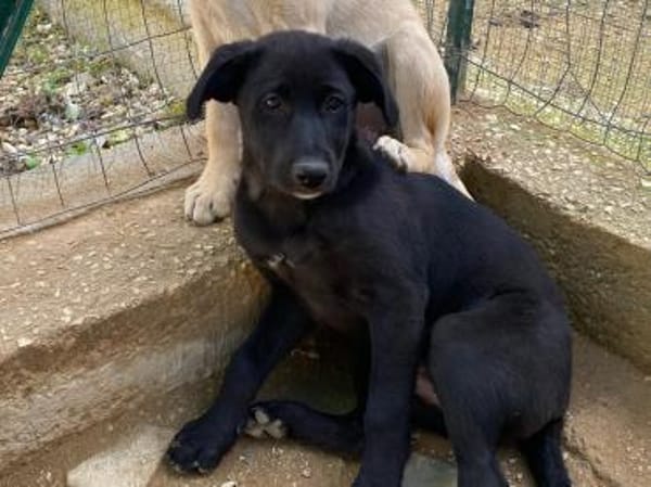 Petra im Tierheim Ransbach-Baumbach