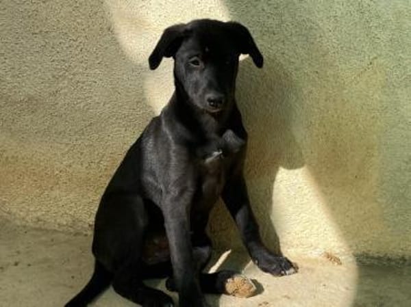 Petra im Tierheim Ransbach-Baumbach