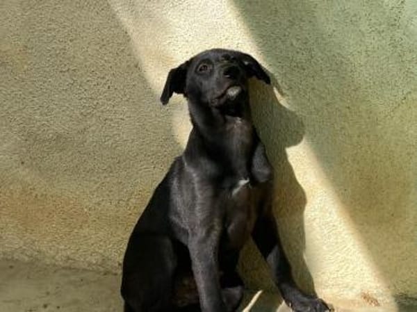 Petra im Tierheim Ransbach-Baumbach