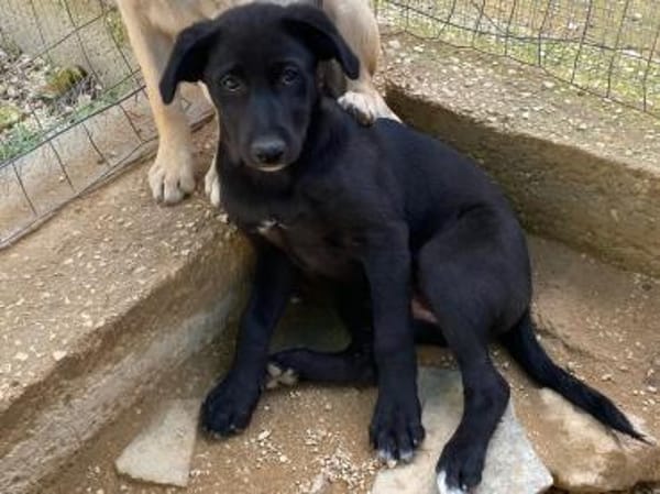 Petra im Tierheim Ransbach-Baumbach