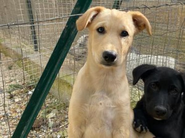 Priscilla im Tierheim Ransbach-Baumbach