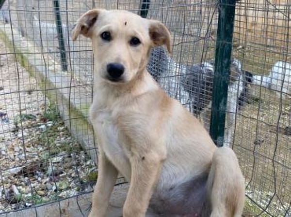 Priscilla im Tierheim Ransbach-Baumbach