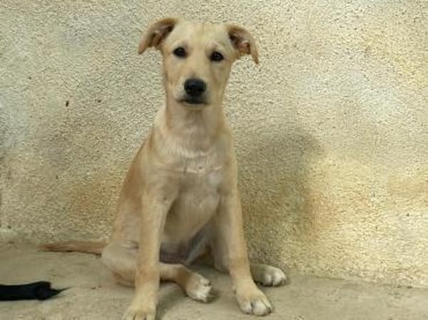 Priscilla im Tierheim Ransbach-Baumbach