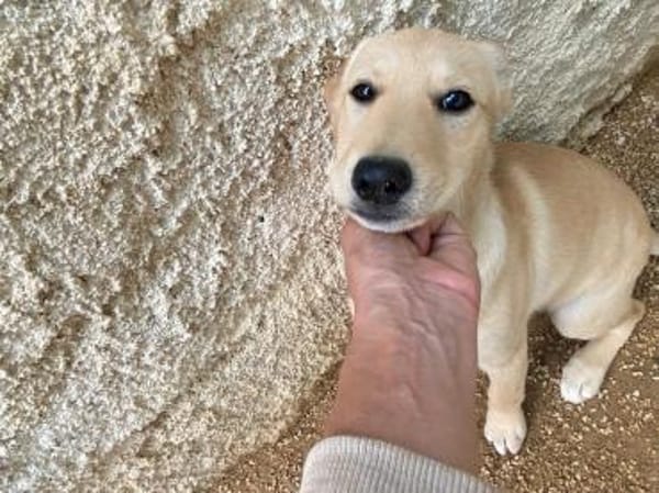 Priscilla im Tierheim Ransbach-Baumbach