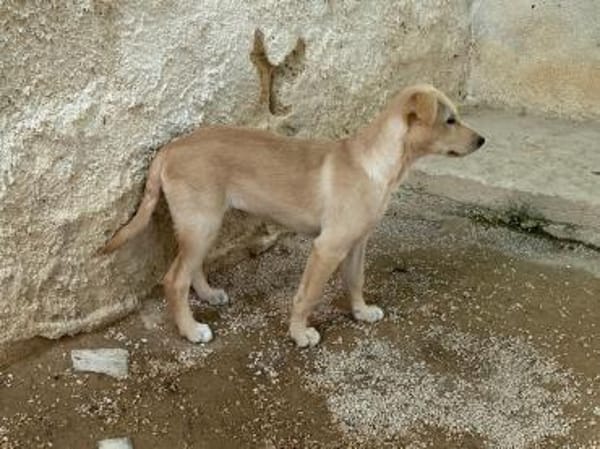 Priscilla im Tierheim Ransbach-Baumbach