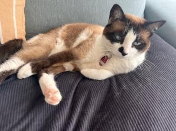 Liebevolle Familienkatze Maggie