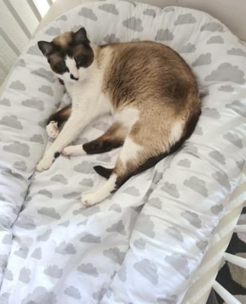 Liebevolle Familienkatze Maggie