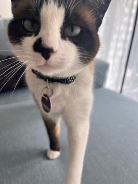 Liebevolle Familienkatze Maggie