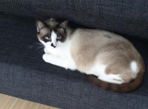 Liebevolle Familienkatze Maggie