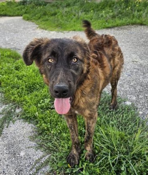Billy in der Tierherberge Donzdorf