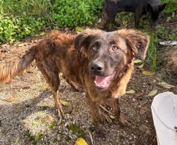 Billy in der Tierherberge Donzdorf