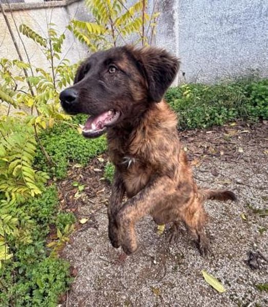 Billy in der Tierherberge Donzdorf