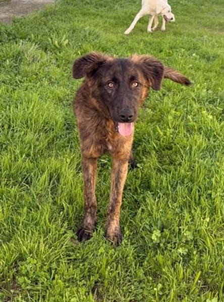 Billy in der Tierherberge Donzdorf