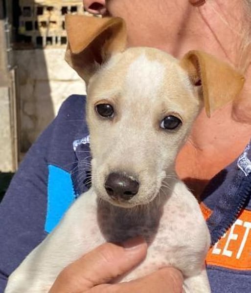 Ombretta im Tierheim Ransbach-Baumbach