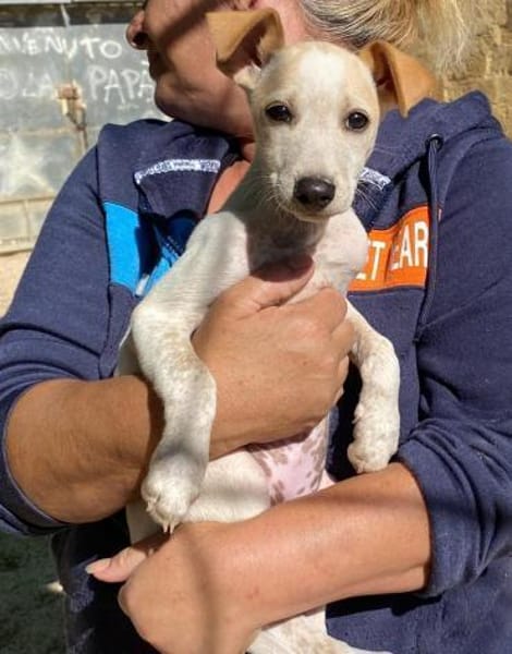 Ombretta im Tierheim Ransbach-Baumbach