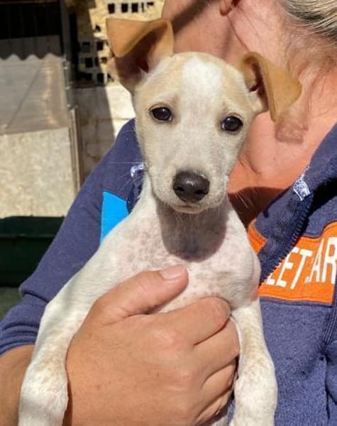 Ombretta im Tierheim Ransbach-Baumbach