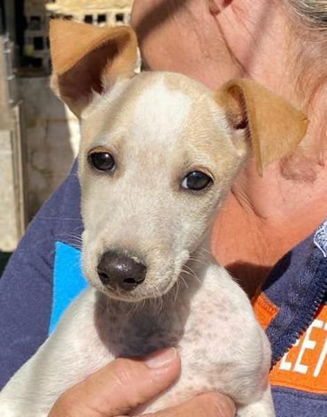 Ombretta im Tierheim Ransbach-Baumbach