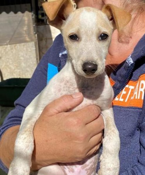 Ombretta im Tierheim Ransbach-Baumbach