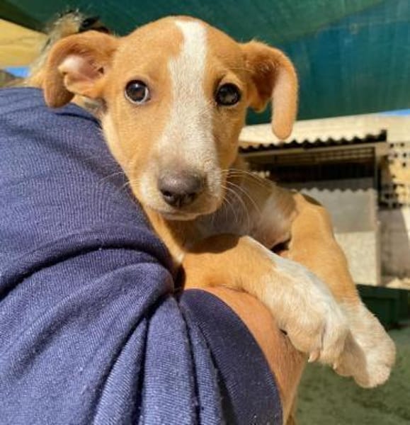 Oriana im Tierheim Ransbach-Baumbach